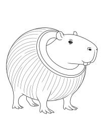 Бобріні Кокосіні (італійський брейнрот)