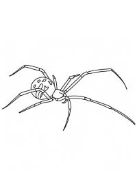 Чорна Вдова (павук)