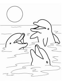 Дельфіни в океані