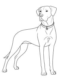 Німецький дог