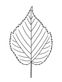 Лист вільхи