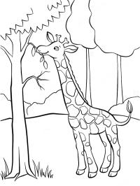 жираф їсть з дерева
