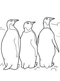 3 пінгвіна