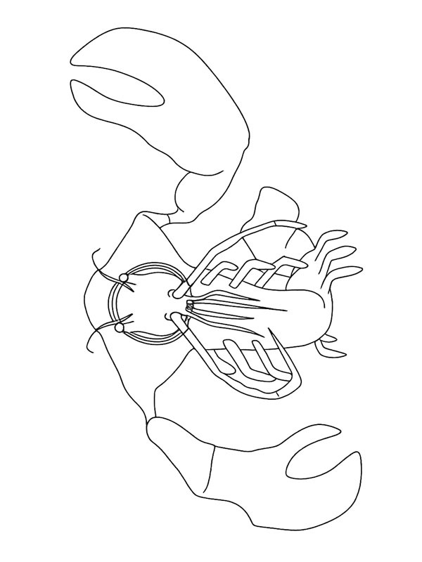 Розмальовка Розмальовка