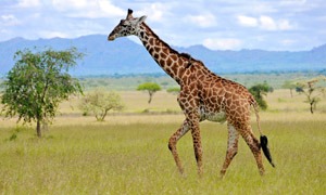 Жирафи